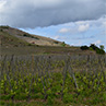 vigne sur les chayets